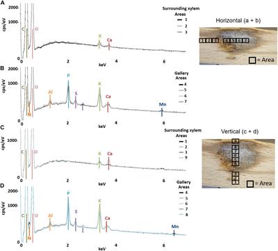 Nutrient-Poor Breeding Substrates of Ambrosia Beetles Are Enriched With Biologically Important Elements